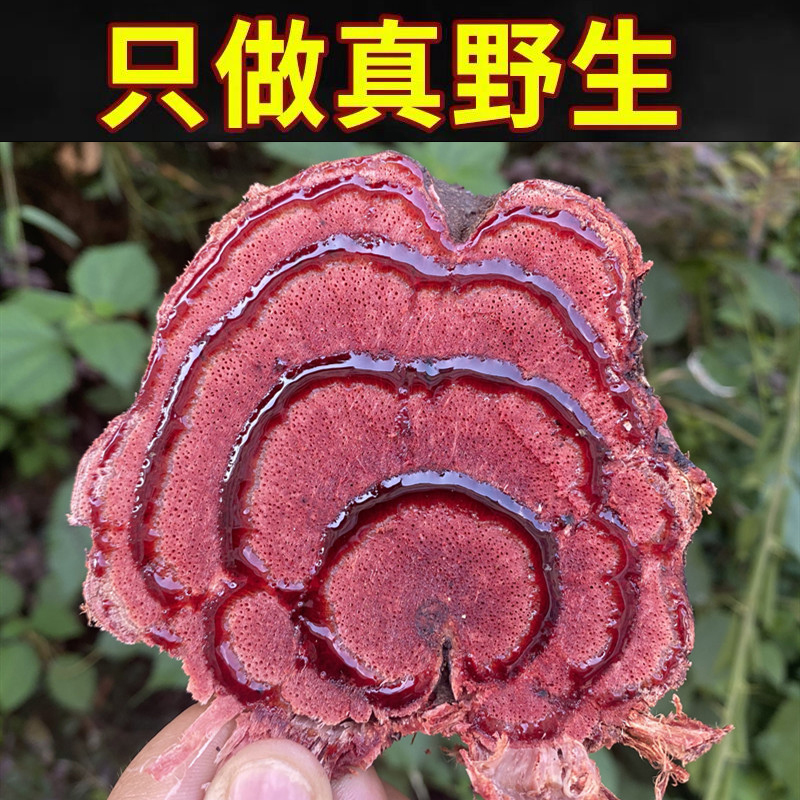Guangxi authentic wild chicken blood rattan root slices Chinese herbal medicine chicken blood Teng blood wind rattan chicken blood Tun raw materials for tea