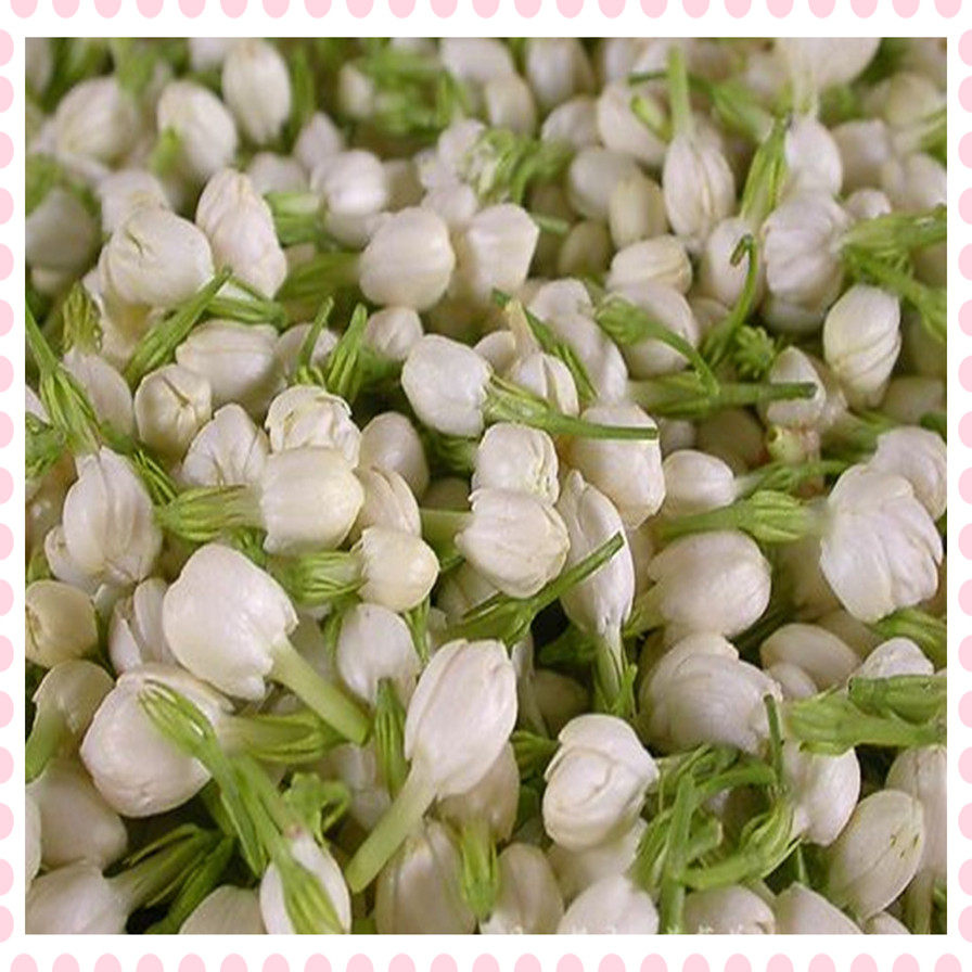 Fresh jasmine flowers as pure dew essential oil floral tea flowers with a catty and salted jasmine spot group purchase