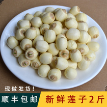 Fresh lotus seeds shelled peeled and cored Guangchang white lotus order is now picked and found to do 2 pounds of air fresh delivery