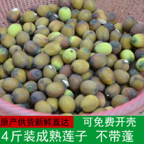 Fresh lotus seeds 4 pounds with core mature lotus seeds without showerhead Now pick and peel Guangchang specialty with shell lotus seeds to make soup