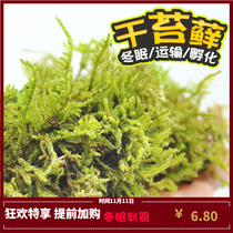Climbing pet mat moisturizing water moss Brazilian turtle moss Turtle hibernating reptile lizard Spider horned frog Moss for the winter