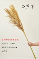 Public Creed One Meter 5