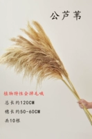 Общественный тростник один метр, два, два 10