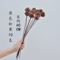 10 первичных сосновых шишек в полосе стержня