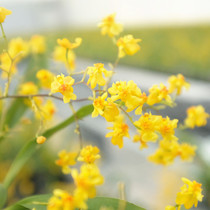 Wenxin orchid with flower buds with fragrance indoor dream fragrant orchid potted desktop cream perfume mini flowering dance orchid