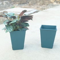 (6 pack) rose pot large square plastic flowerpot flower potted green plant pot clematis pot