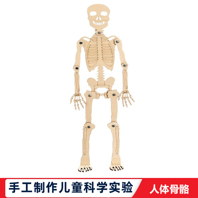 科学实验学生自制人体骨骼模型diy骨架拼装教具儿童益智手工实验