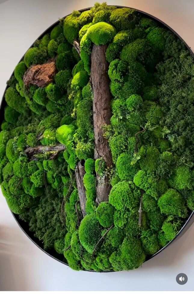 多多苔藓种植基地