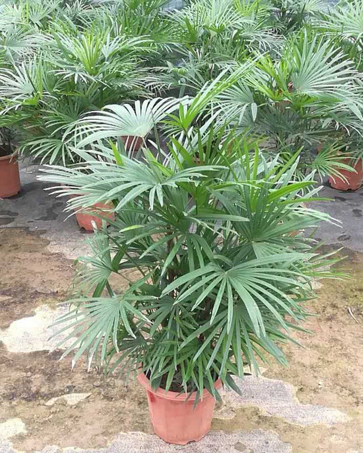 棕竹金山棕,棕竹,多裂棕竹(第3页)_大山谷图库