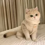 Удерживающий тепло демисезонный жилет, милый брендовый пуховик