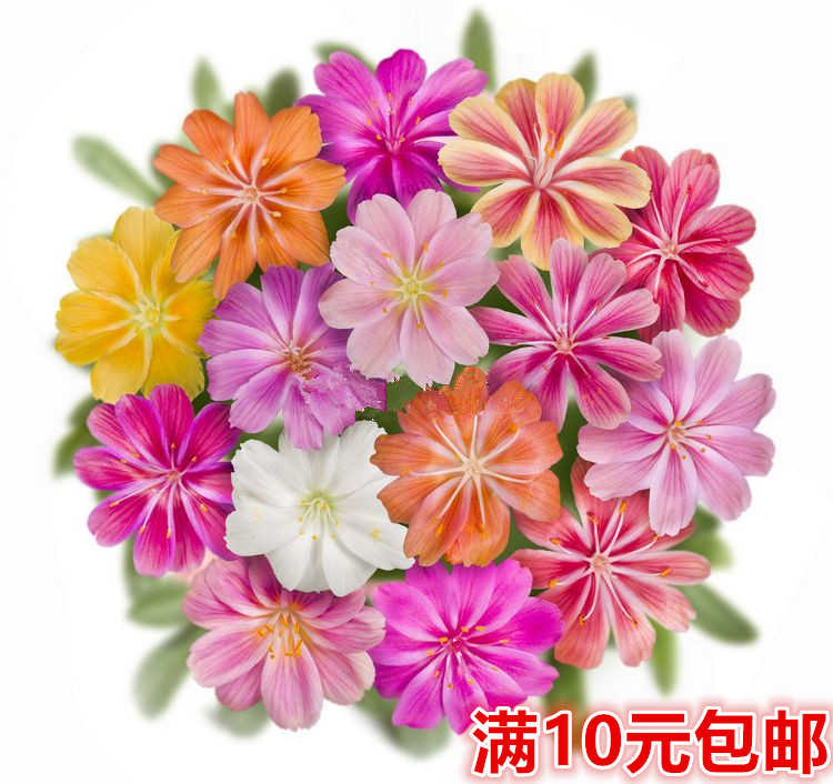 露薇花四季种易活花种子庭院夏天种花卉夏季室外花籽露微花种籽