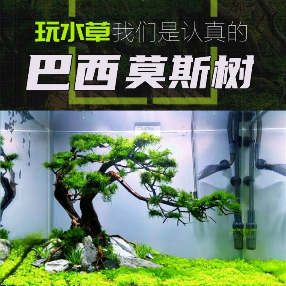鱼缸造景中的巴西沉木为何如此受欢迎?它有哪些特点和优势?-水草-淘宝好物网