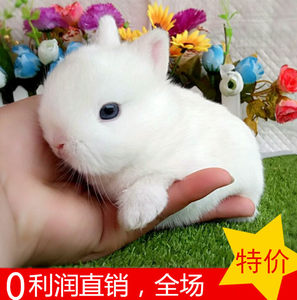 侏儒兔海棠兔活体荷兰侏儒兔海棠侏儒兔