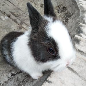 侏儒兔海棠兔活体荷兰侏儒兔海棠侏儒兔