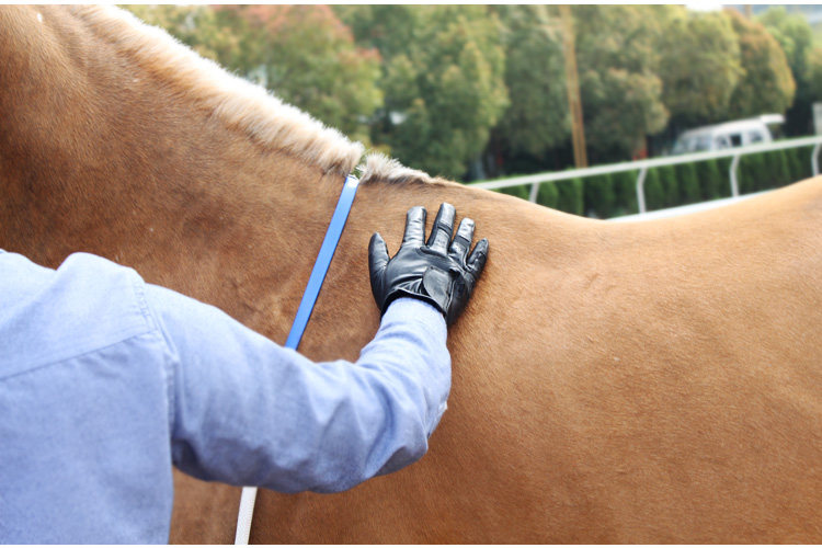 Article équitation - Ref 1381598 Image 21