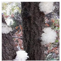  Authentic Tongjiang basswood wild snow fungus fragrant waxy and sulfonated taste is good