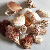 Natural shell conch coral fish tank decorations shooting props fleshy micro landscape Mediterranean starfish ornaments