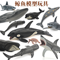 Simulation of marine animals toys Underwater life world model Great White shark fish Killer whale Blue whale Children baby cognition