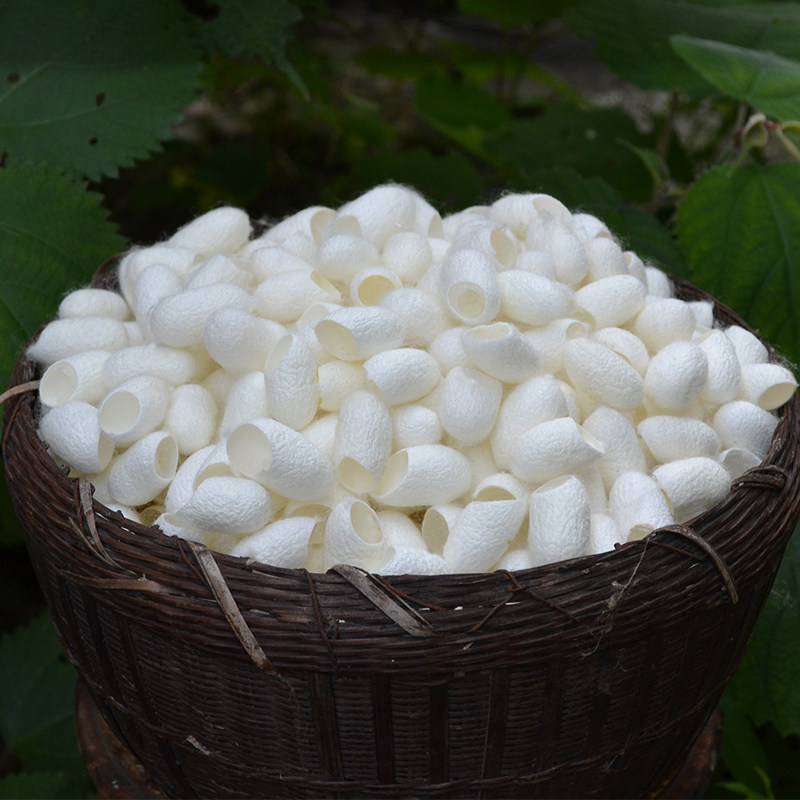 농민의 천연 누에기 고치수 음료 얼굴 얼굴 아름다움 각질 제거 오픈 실크 누에 고치 쉘 실크 누에 고치 무료 배송