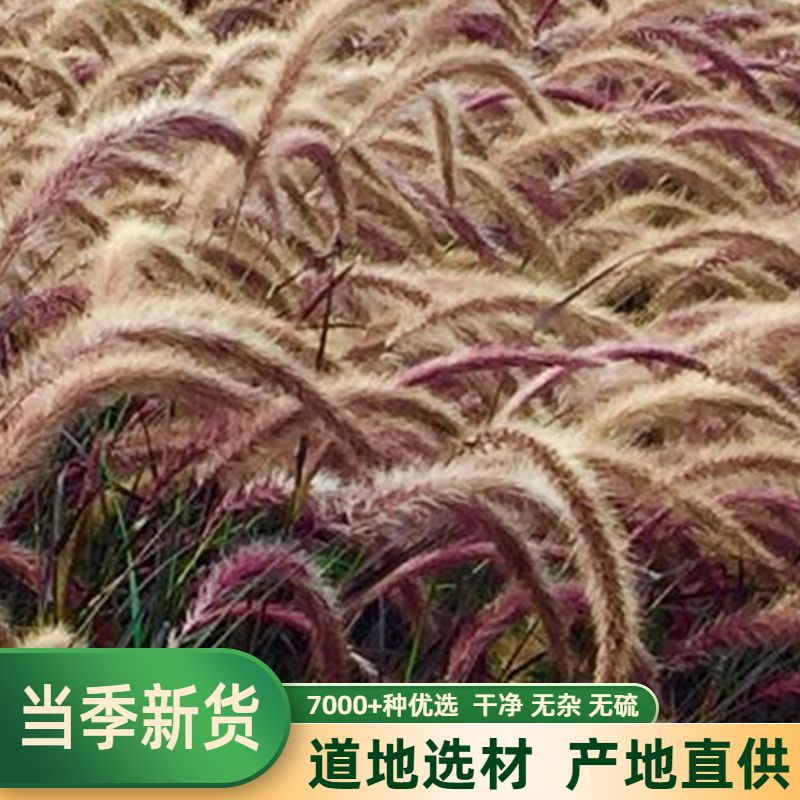 TCM Caterpill Valley Weeds Dog Tail Lawn Tail Grass 500g