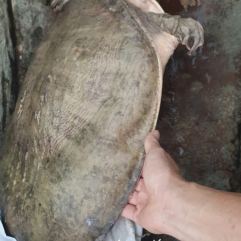 生态外塘大甲鱼，如何选择最正宗的珍珠鳖？-龟/鳖-淘宝好物网