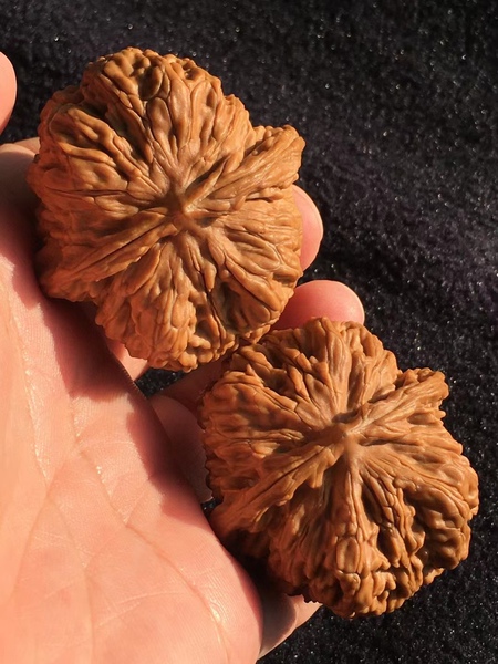 A Slice of Qingxin-44 Boutique Sixi Lion's Head Pure Wild Niche Style Classy Crafts Playing Walnut 1206