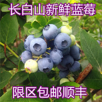 Northeast Changbai Mountain Blueberry Fresh Fruit Fresh Blueberry Fresh Fruit Seasonal Blue Plum Freshly Picked Big Fruit SF Express for Pregnant Women