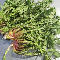 Changbai Mountain wild vegetables fresh mother-in-law dipped in pickles dandelion bitter vegetables bitter hemp 500 grams full 2 servings Shunfeng