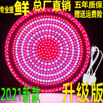 LED fresh light Pork light Stewed vegetable stewed meat light Deli special light Supermarket Fruit fresh meat meat seafood light