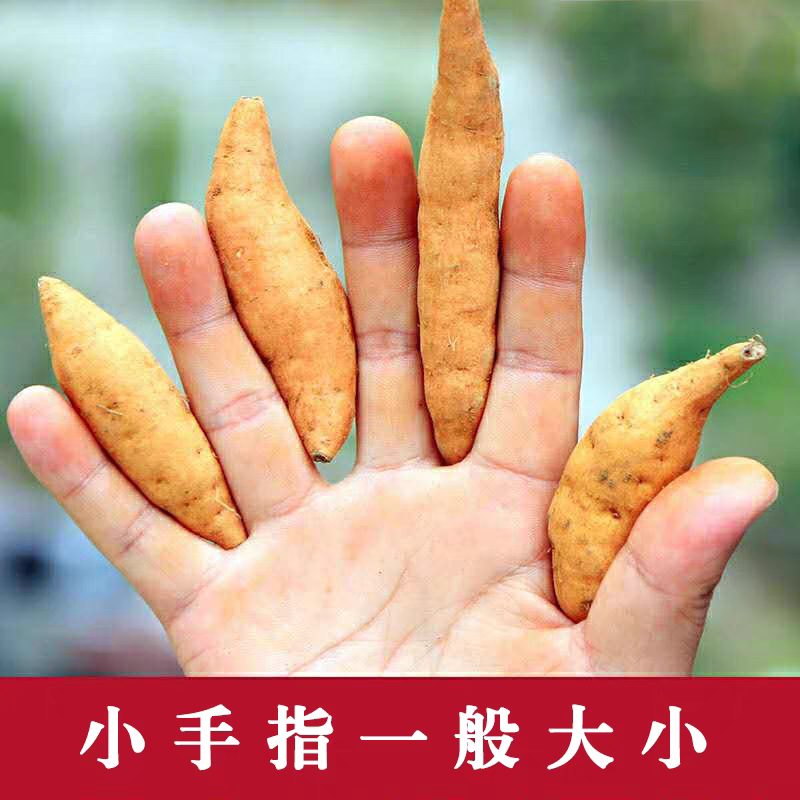 贵州紫云农特产销售[阳阳店]的LOGO