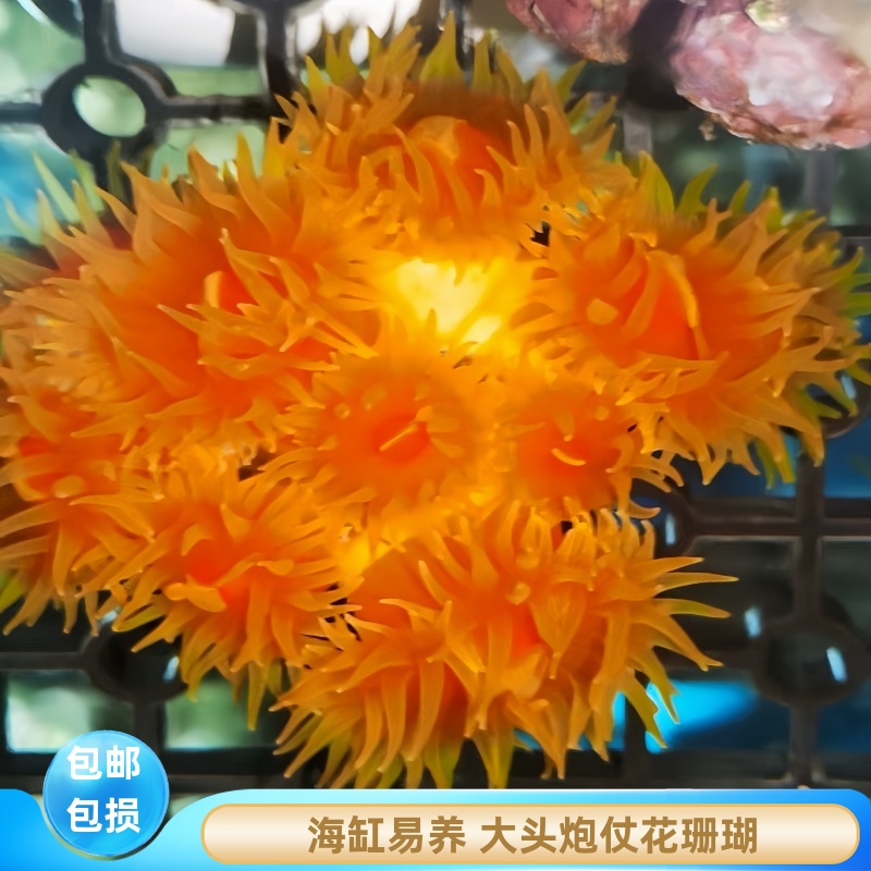 炮仗花珊瑚海缸大頭炮仗花向日葵軟體lps活體生物新手易養真珊瑚