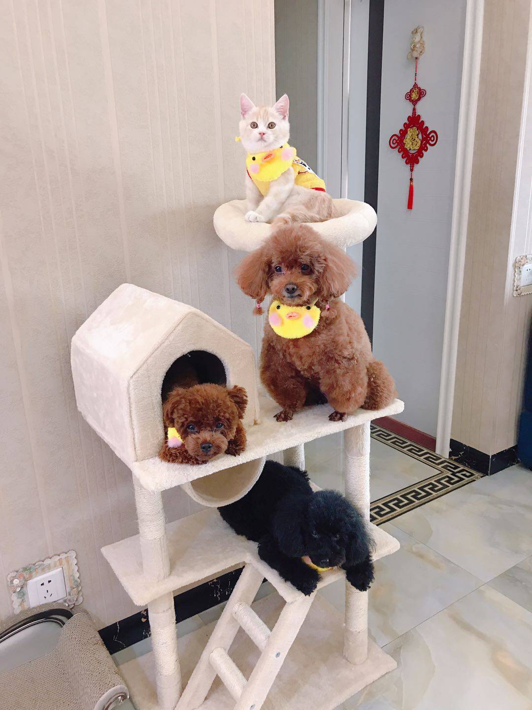 Amy Youyou same style INS Korean cute handmade dog cat woven bib bib new product