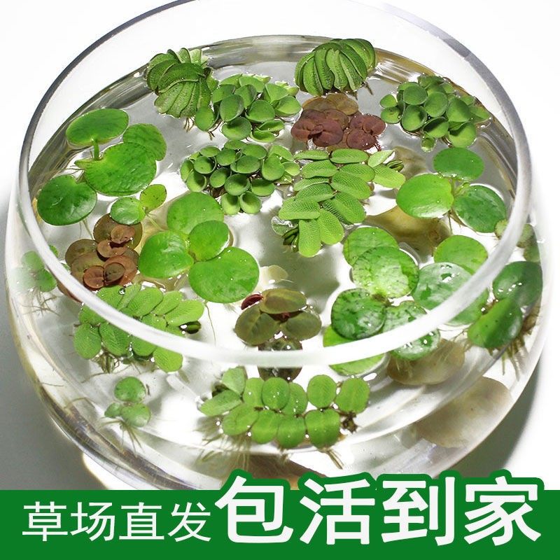 Water Hyacinth Aquatic Plants Cultivation Green Plant Water Grass Sewage Purification Water Quality Living Water Hibiscus Sloth Fish Tank Building View