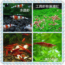 Crystal shrimp Pet shrimp Ornamental shrimp Live tool shrimp Algae removal clear tank shrimp Polar fire shrimp Red white and black crystal shrimp package live