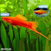 Small freshwater fish Red swordfish High fin viviparous fish Easy to feed Tropical fish Ornamental fish Live package Live package Live package Live package Live package Live package Live package Live package Live package Live package Live package Live package Live package Live package