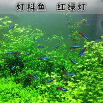 Traffic light lamp fish Small tropical fish Live red-nosed triangular lamp fish Ornamental fish Swimming fish Grass tank fish package live