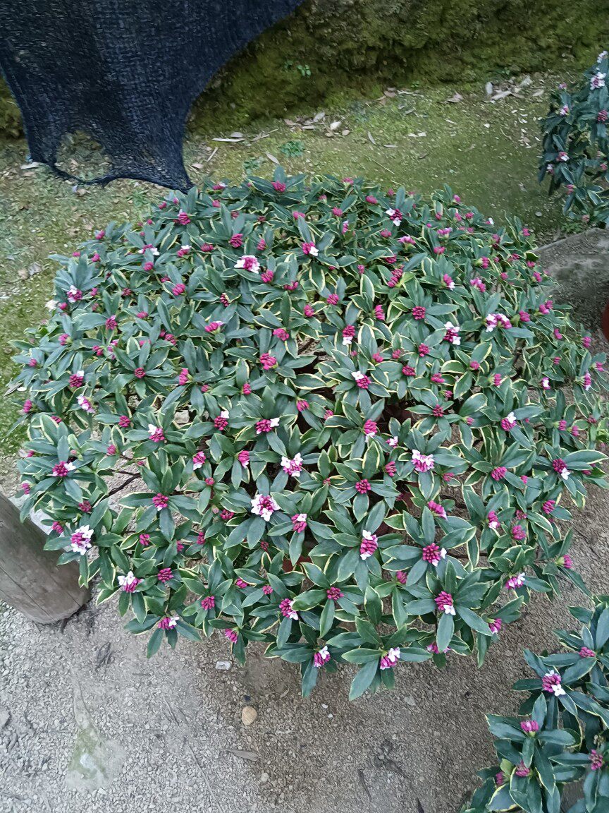 江西大余金边瑞香花圃的LOGO