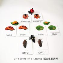 Simulation animal model ladybug life cycle childrens early education puzzle Montesori kindergarten play teaching aids send three cards