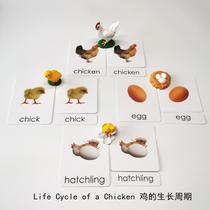 Simulated animal model chicken life cycle · Childrens early education puzzle Montesori kindergarten play teaching aids send three cards