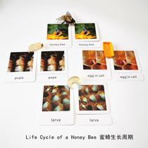 Simulation animal model bee life cycle childrens early education puzzle Mengshi kindergarten play teaching aids send three cards