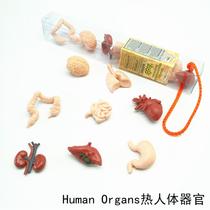 Simulation animal model Toy Organ Heart liver lung Childrens baby puzzle Early education Montessori kindergarten teaching aids supplies