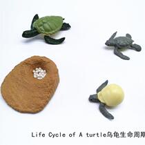 Simulation animal model toy sea turtle cycle Children Baby early education puzzle Montesori kindergarten teaching aids