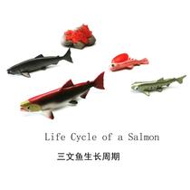 Simulation animal model toy Salmon Salmon Salmon cycle early education puzzle Mongolian kindergarten teaching aids