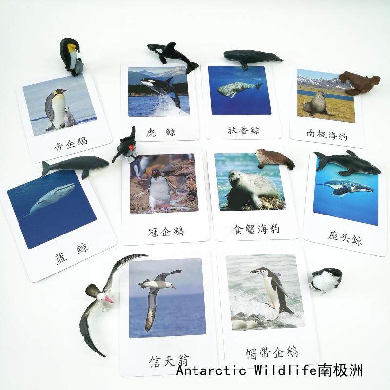 Seven continents emulated animal models 3-three cards Antarctica Animal Monzi Kindergarten teaching aids small boutique toys
