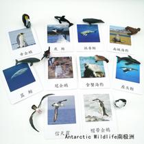 Seven continents simulation animal model three-segment card Antarctica animal Montesori kindergarten teaching aids small boutique toys