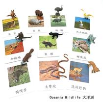 Seven continents simulation animal model three-segment card Oceania animal Montana kindergarten teaching aids small boutique toys