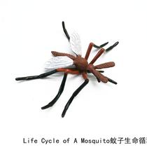Simulation animal model toy mosquito cycle childrens baby puzzle early education Enlightenment kindergarten teaching aids