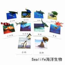 Simulation animal model three-stage card marine animals Montessori kindergarten teaching aids Childrens baby educational toys Whale