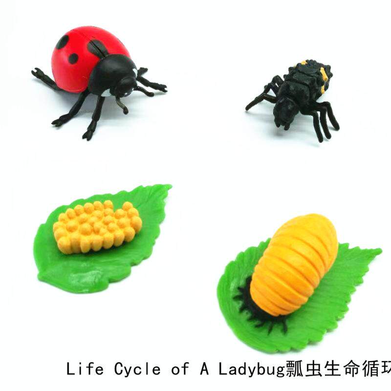 Simulation Animal Model Toys Ladybug Weekly Children's Baby Early Lessons Wise Enlightenment's Kindergarten Teaching Aids