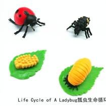Simulation animal model toy ladybug cycle Children Baby early education puzzle Enlightenment kindergarten teaching aids